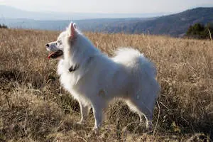 American Eskimo